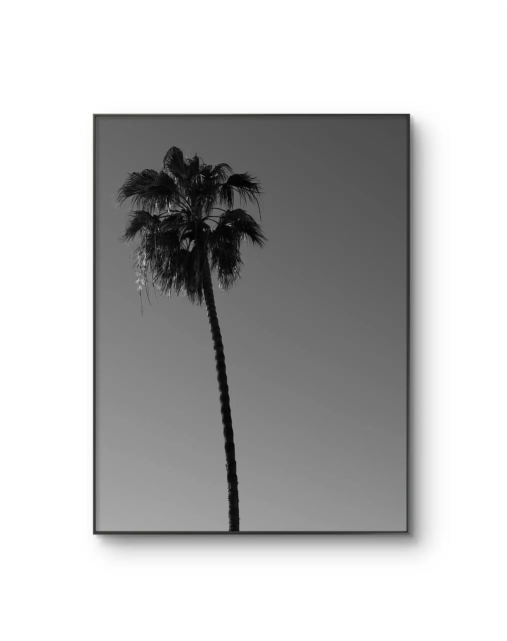 Serena -  Solitary Palm — Fotografia grafika artystyczna Serena